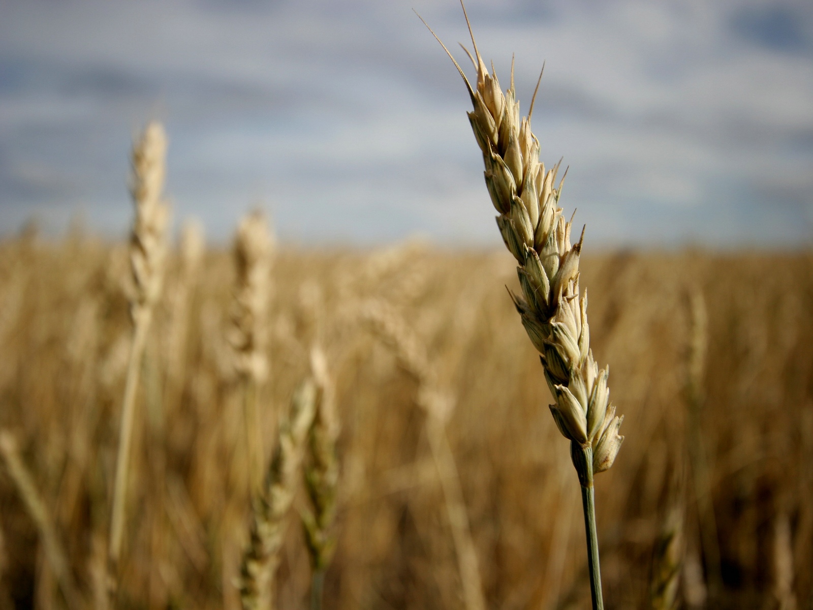 wheat field macro images