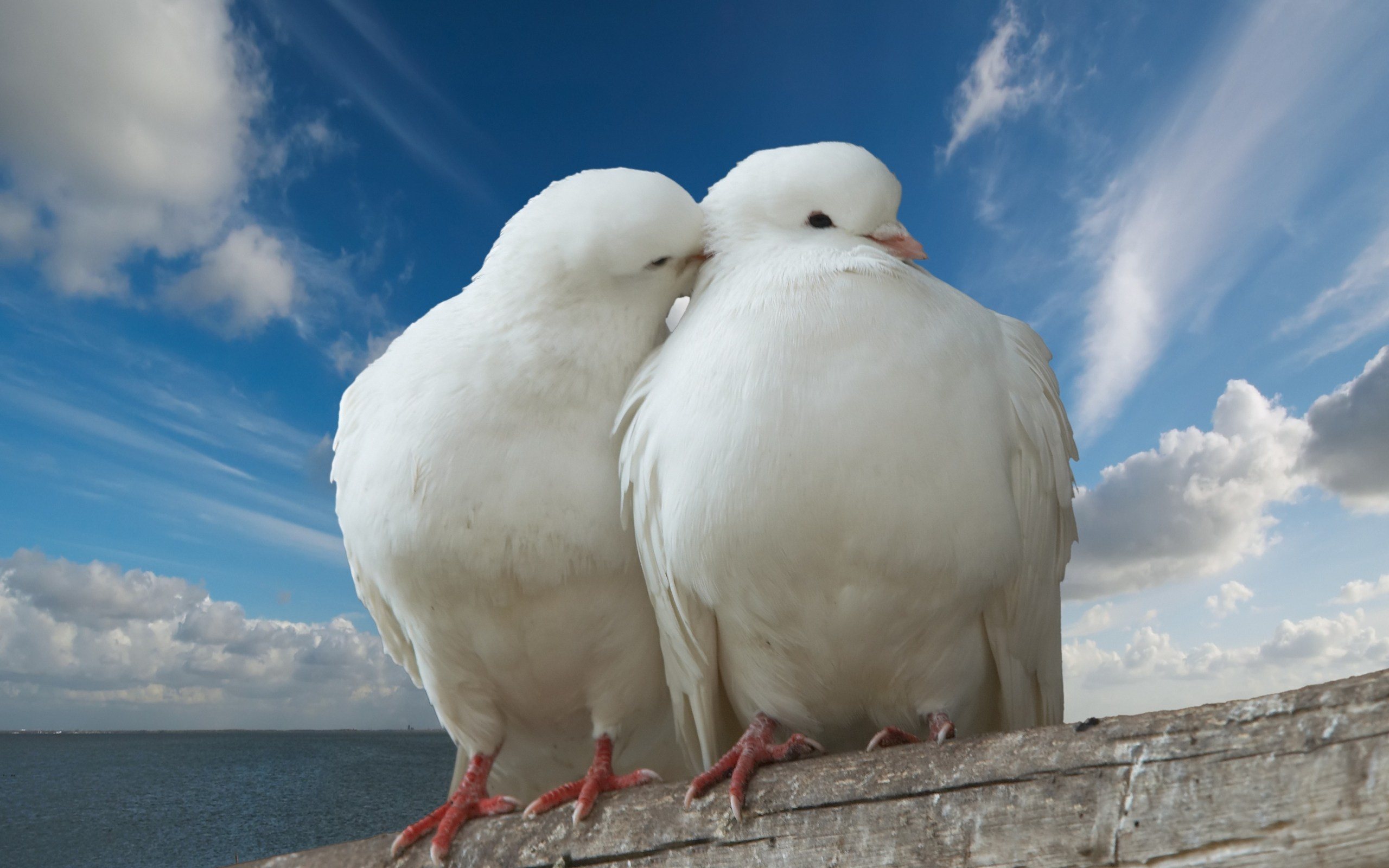 white dove image