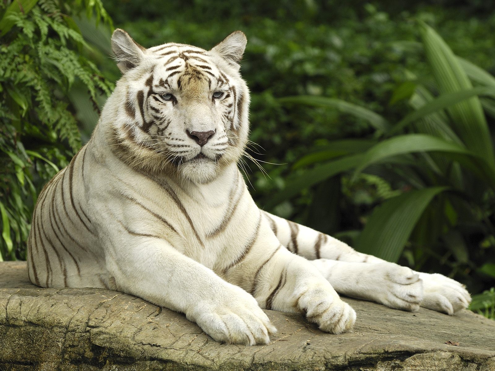 white tiger hd