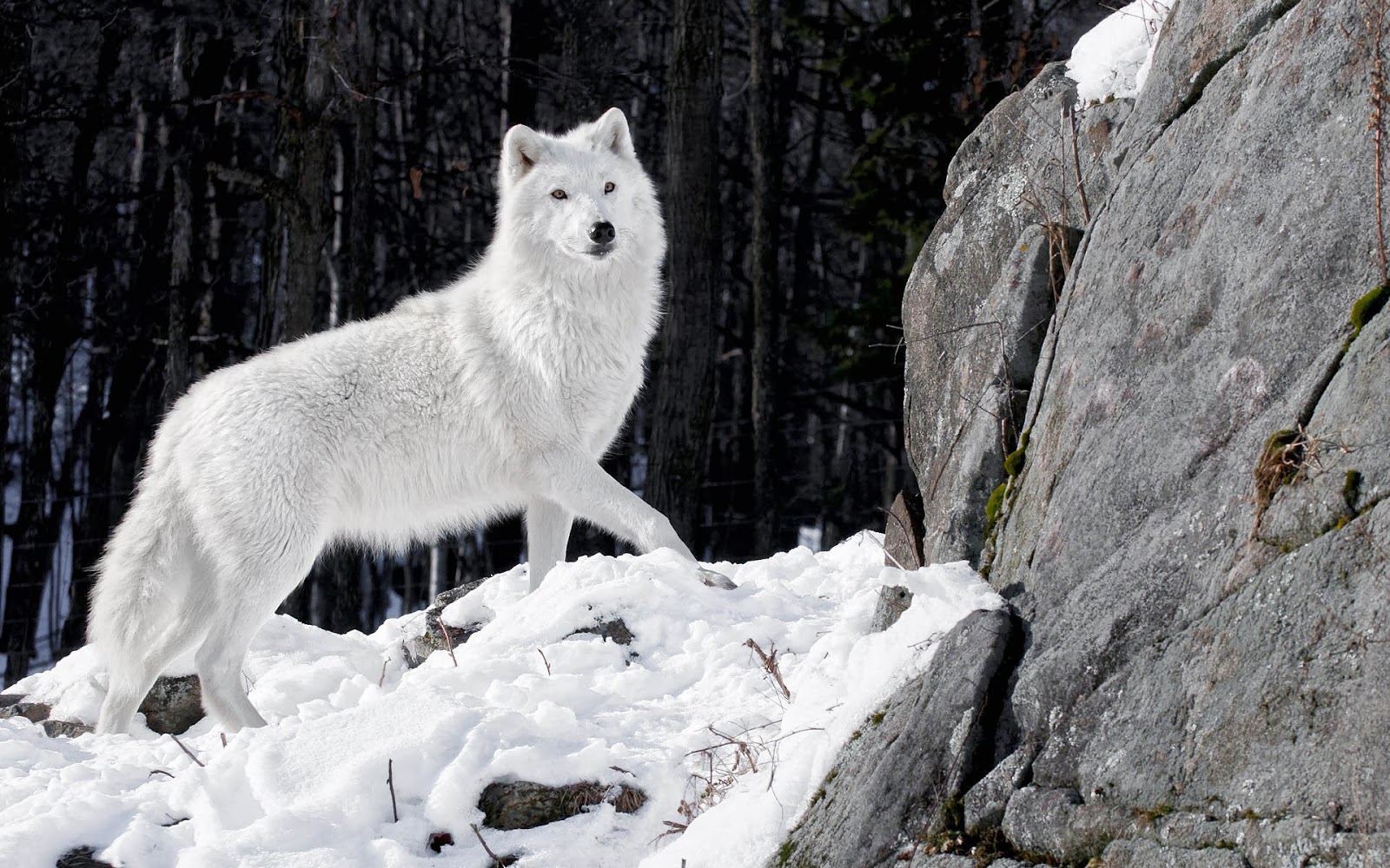 white wolf wallpaper