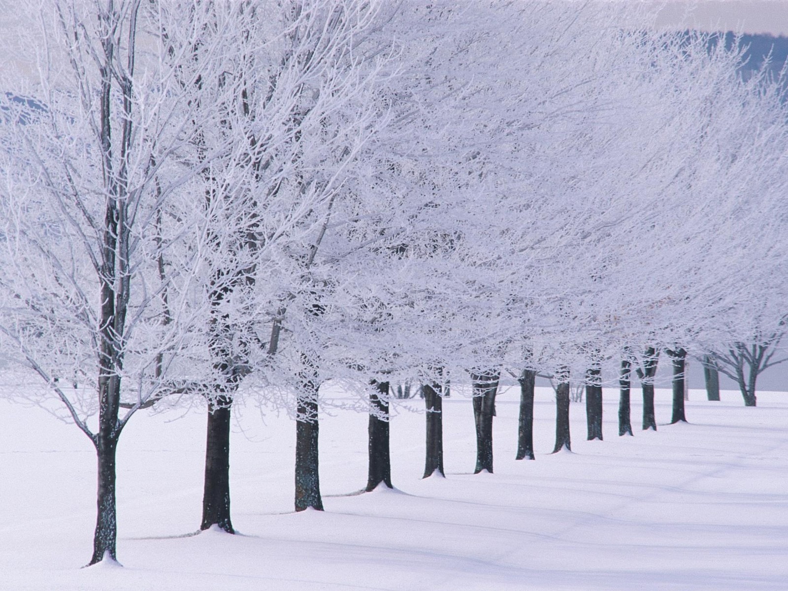 winter backgrounds snow