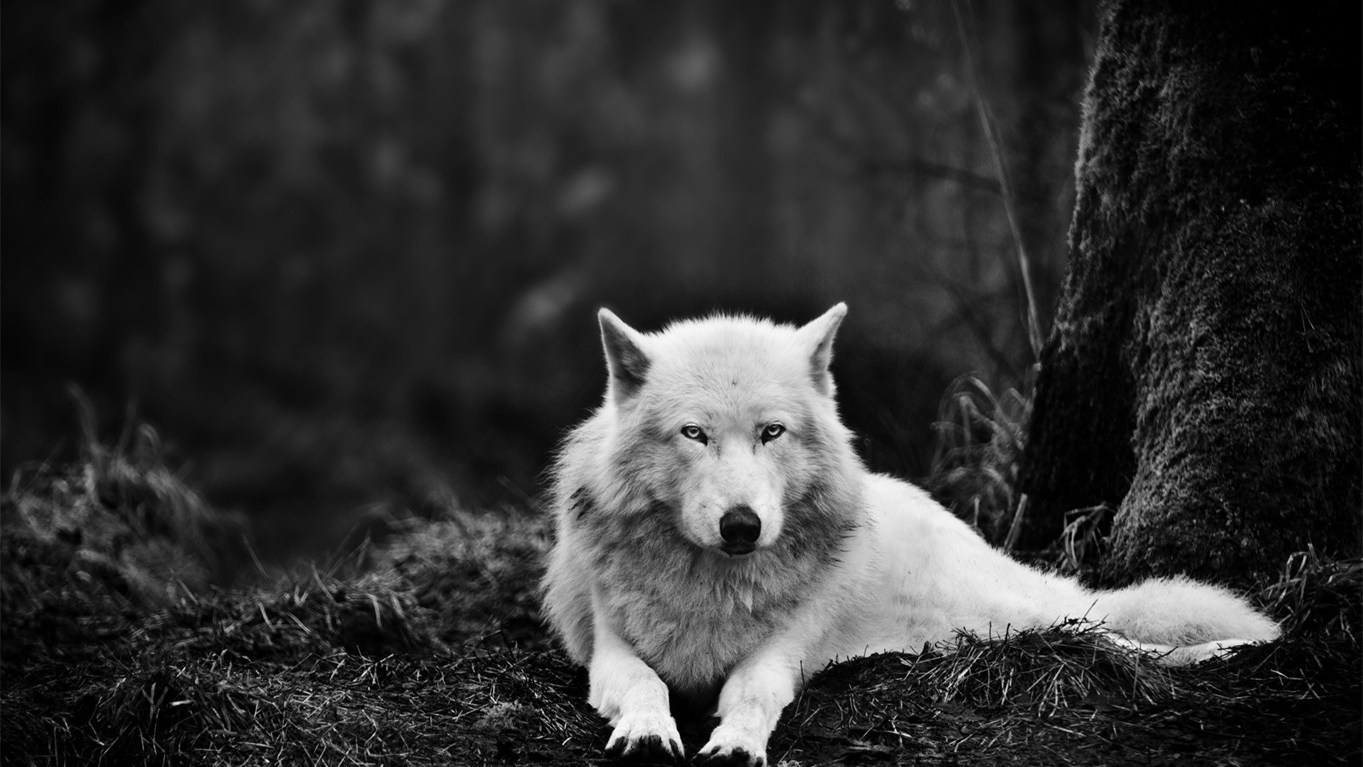wolf pictures A8