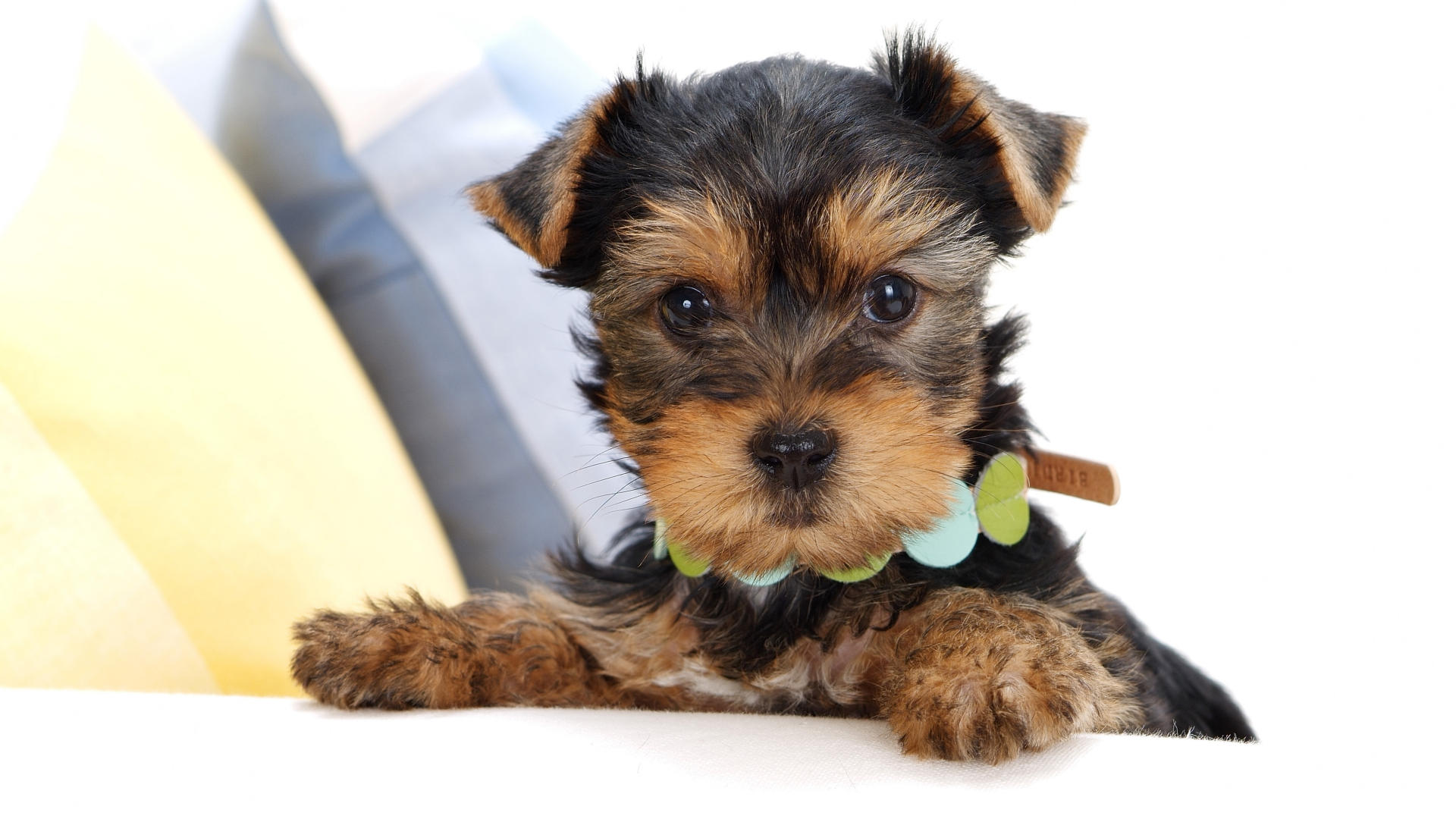 yorkie picture
