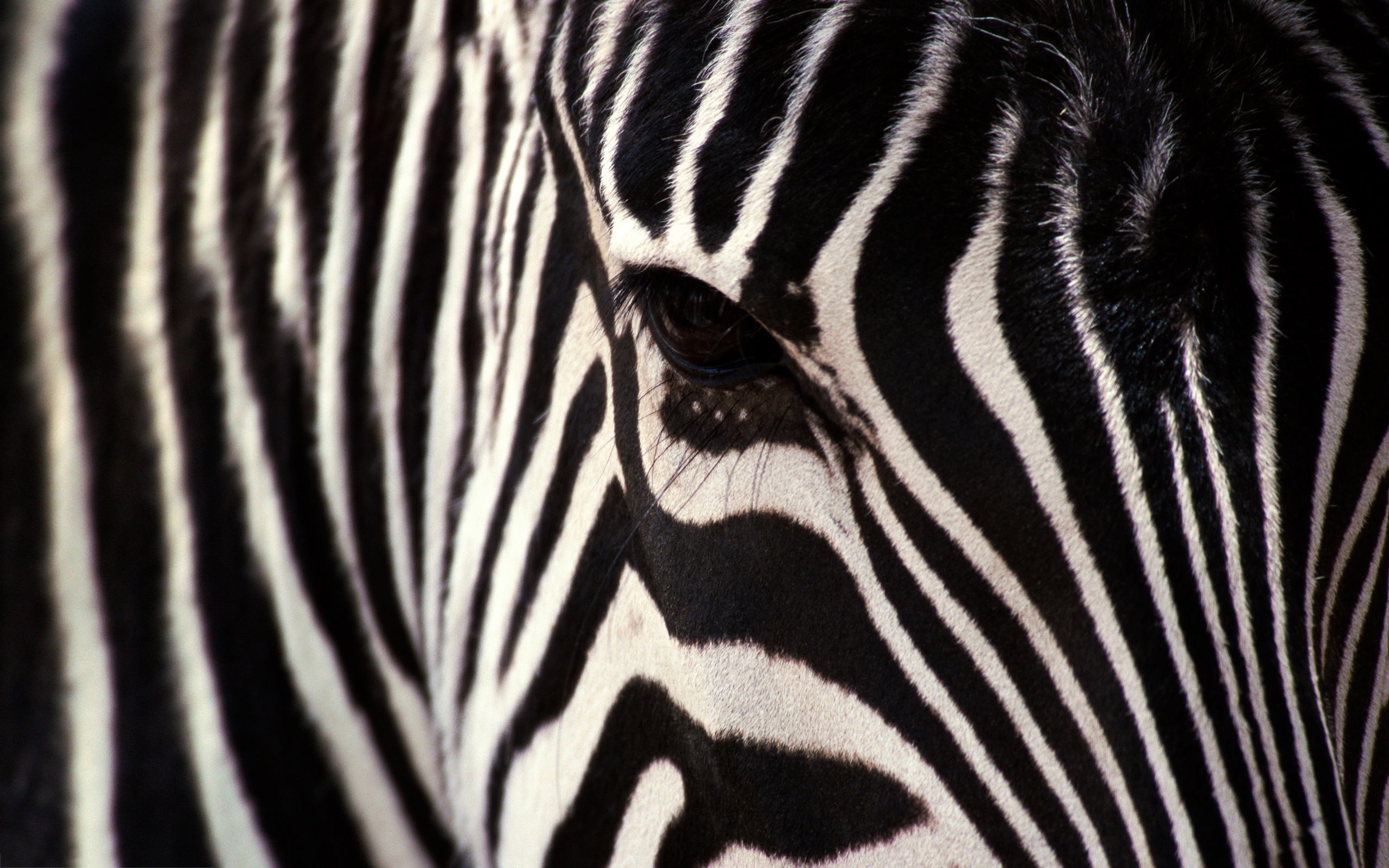 zebra image nature