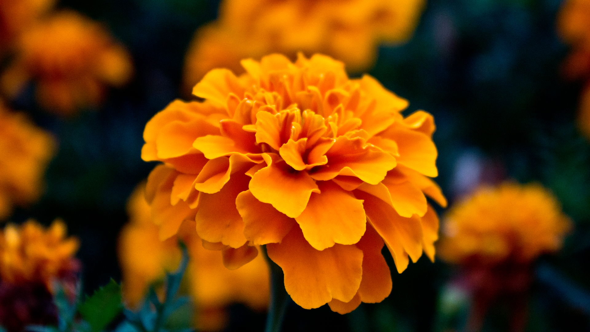 amazing flowers orange