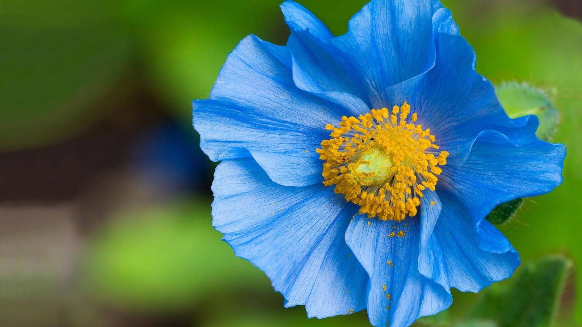beautiful flower blue