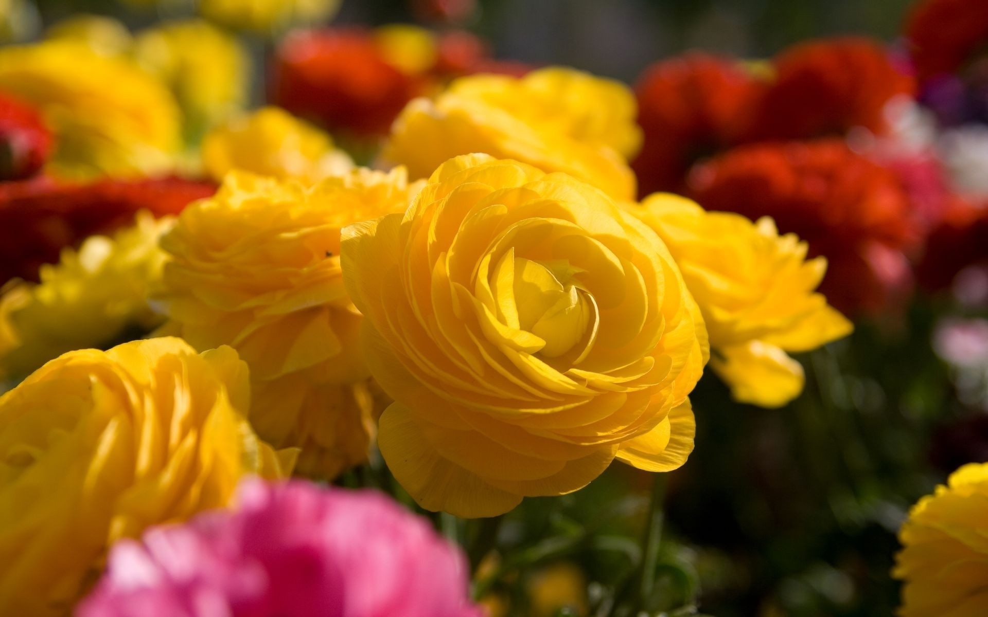 beautiful flowers yellow A2