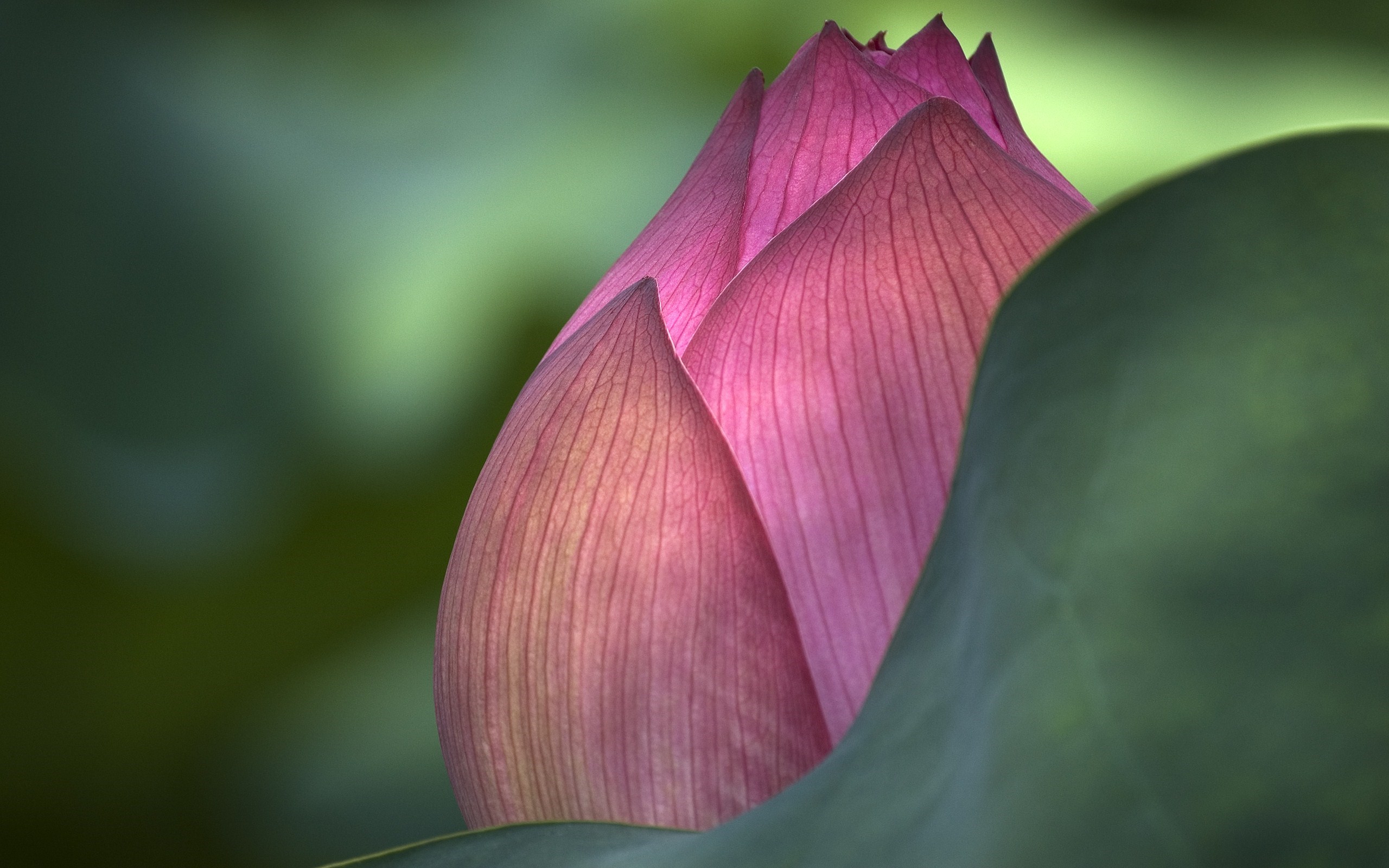 beautiful lotus flower picture