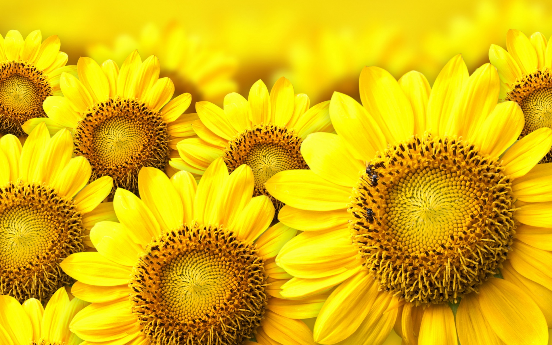 beautiful sunflower wallpaper
