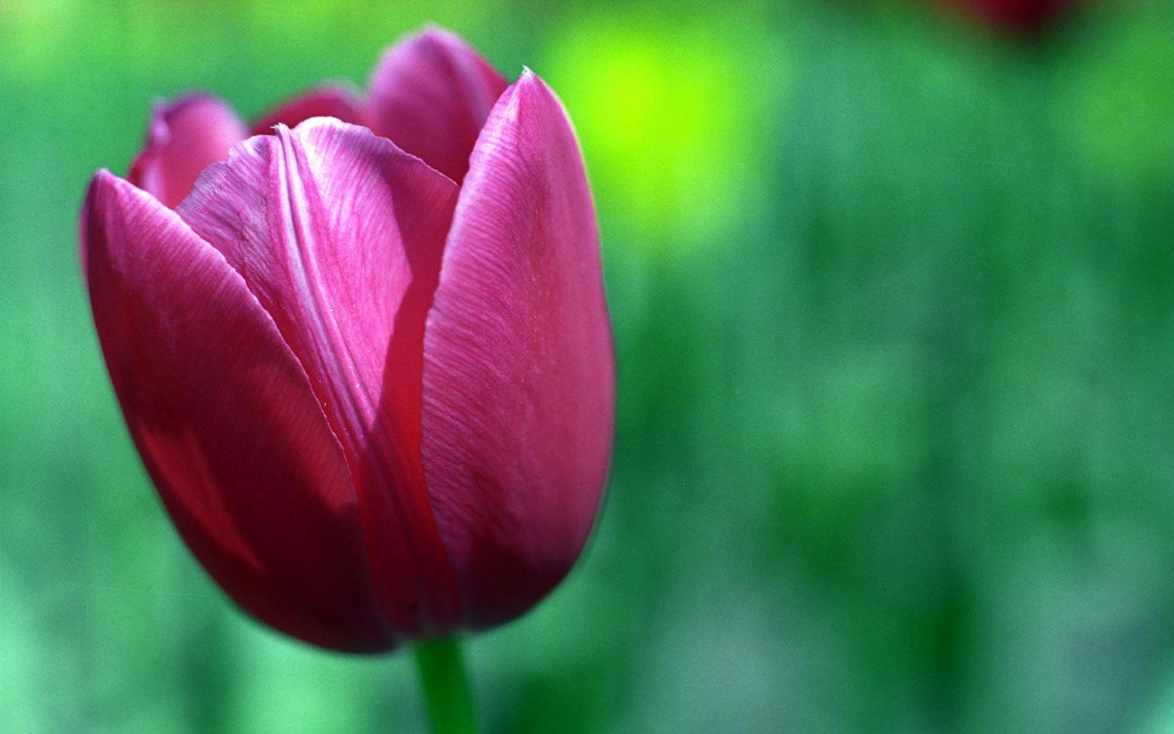 beautiful tulip flowers pictures