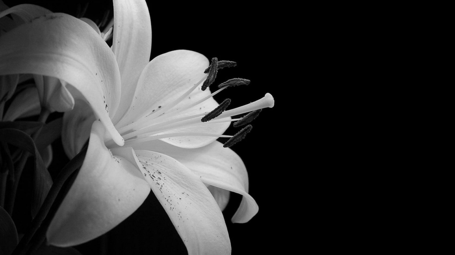 black flowers photos