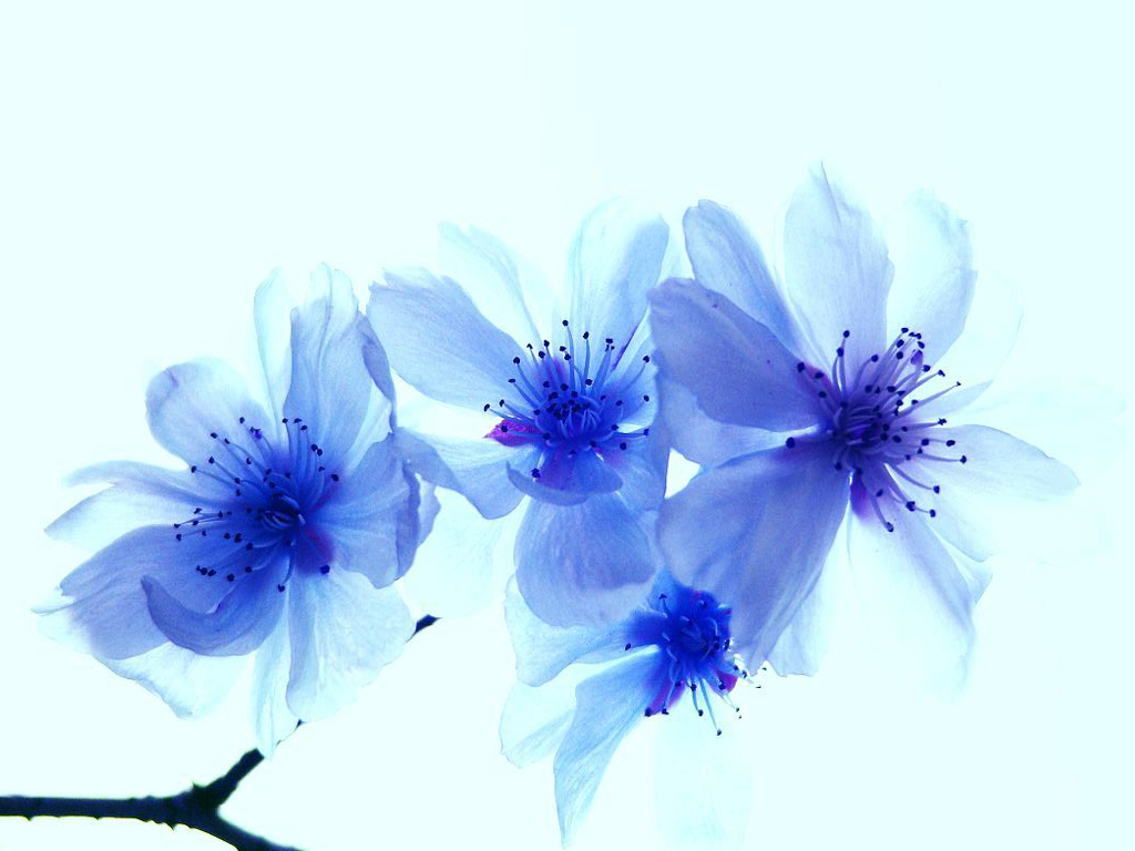 blue flowers abstract