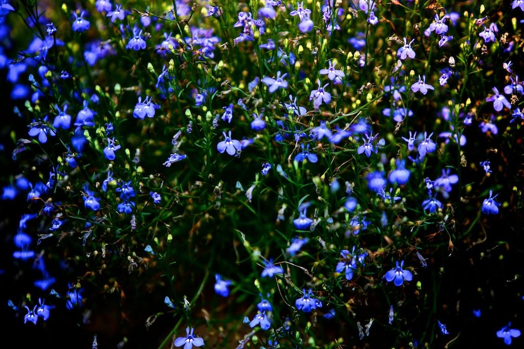 blue flowers field