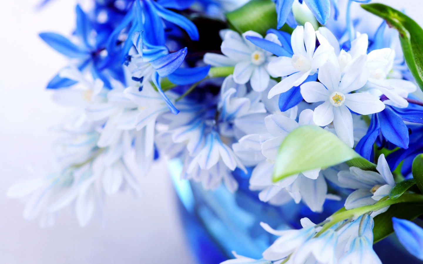 blue flowers nice