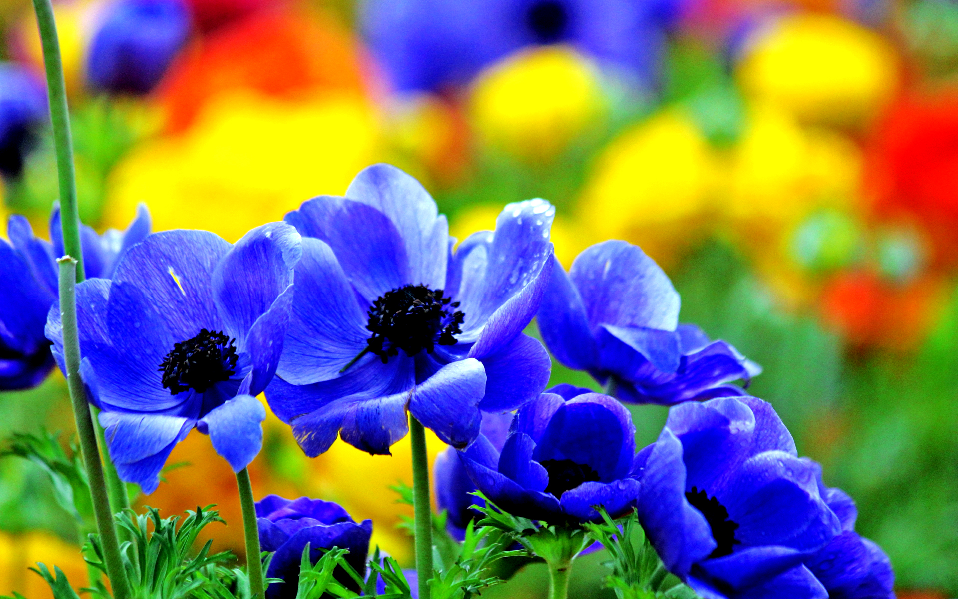 blue flowers vivid