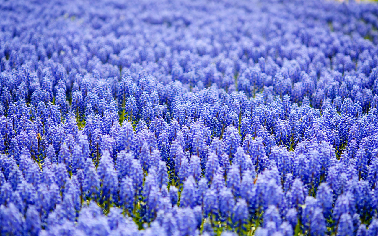 blue hyacinths