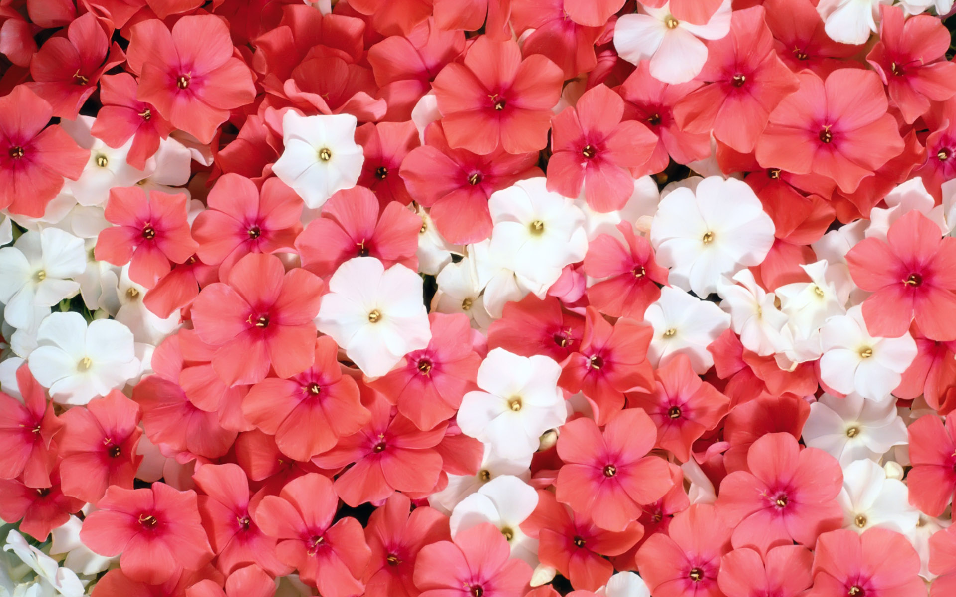 bright flowers pink wallpaper