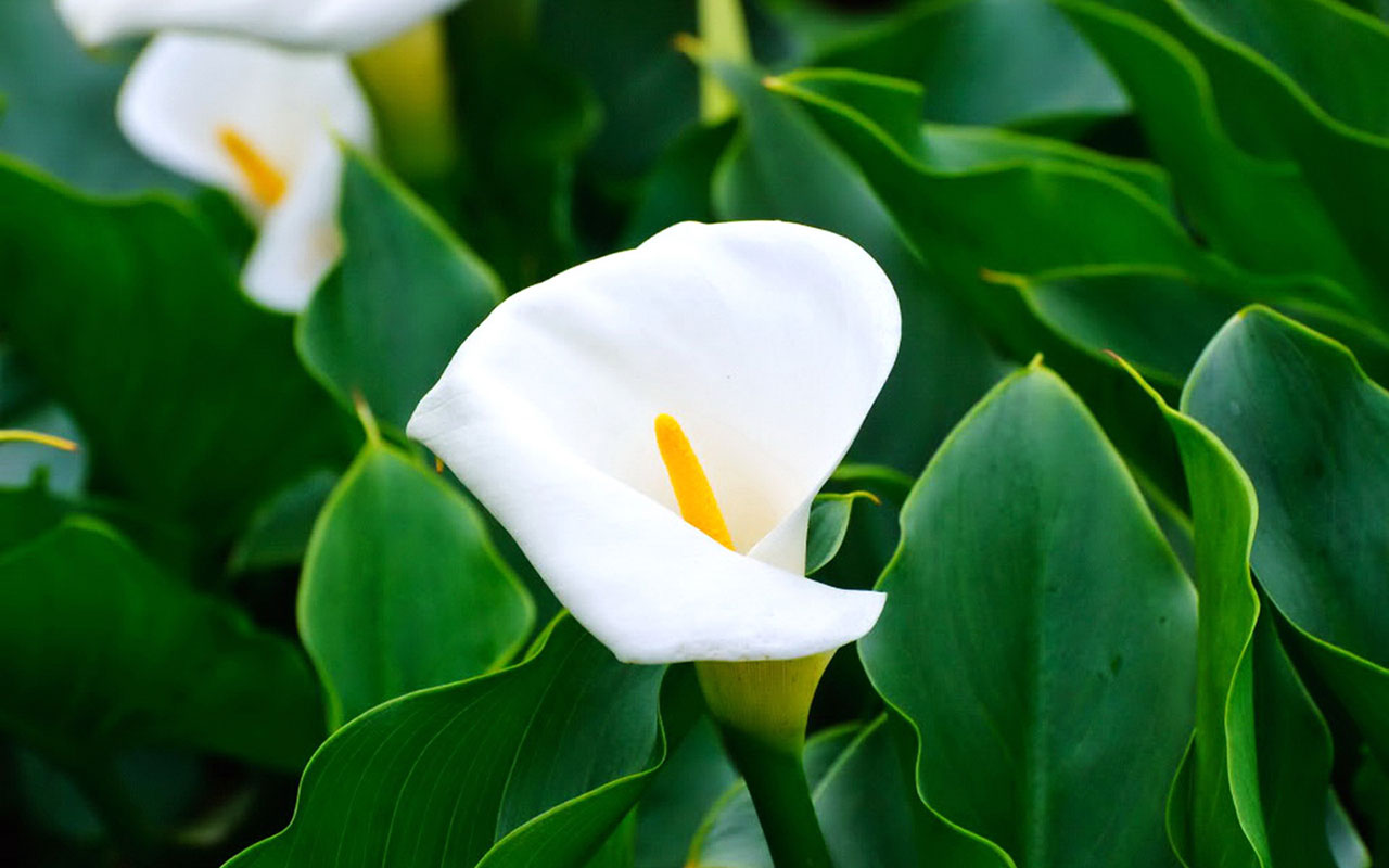 calla lily flowers