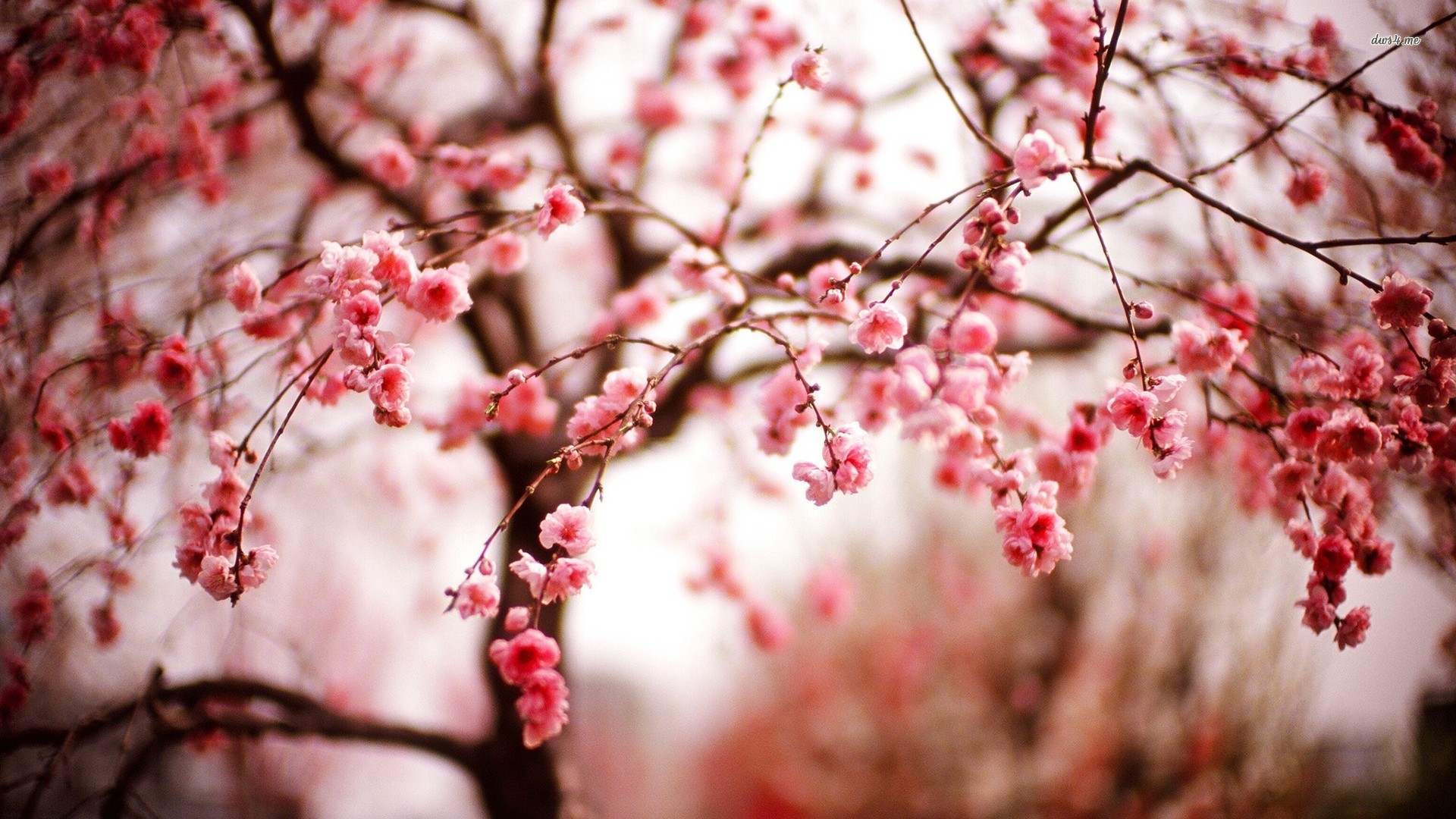 cherry blossom autumn