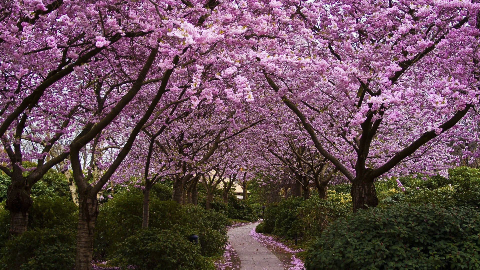 cherry blossom images