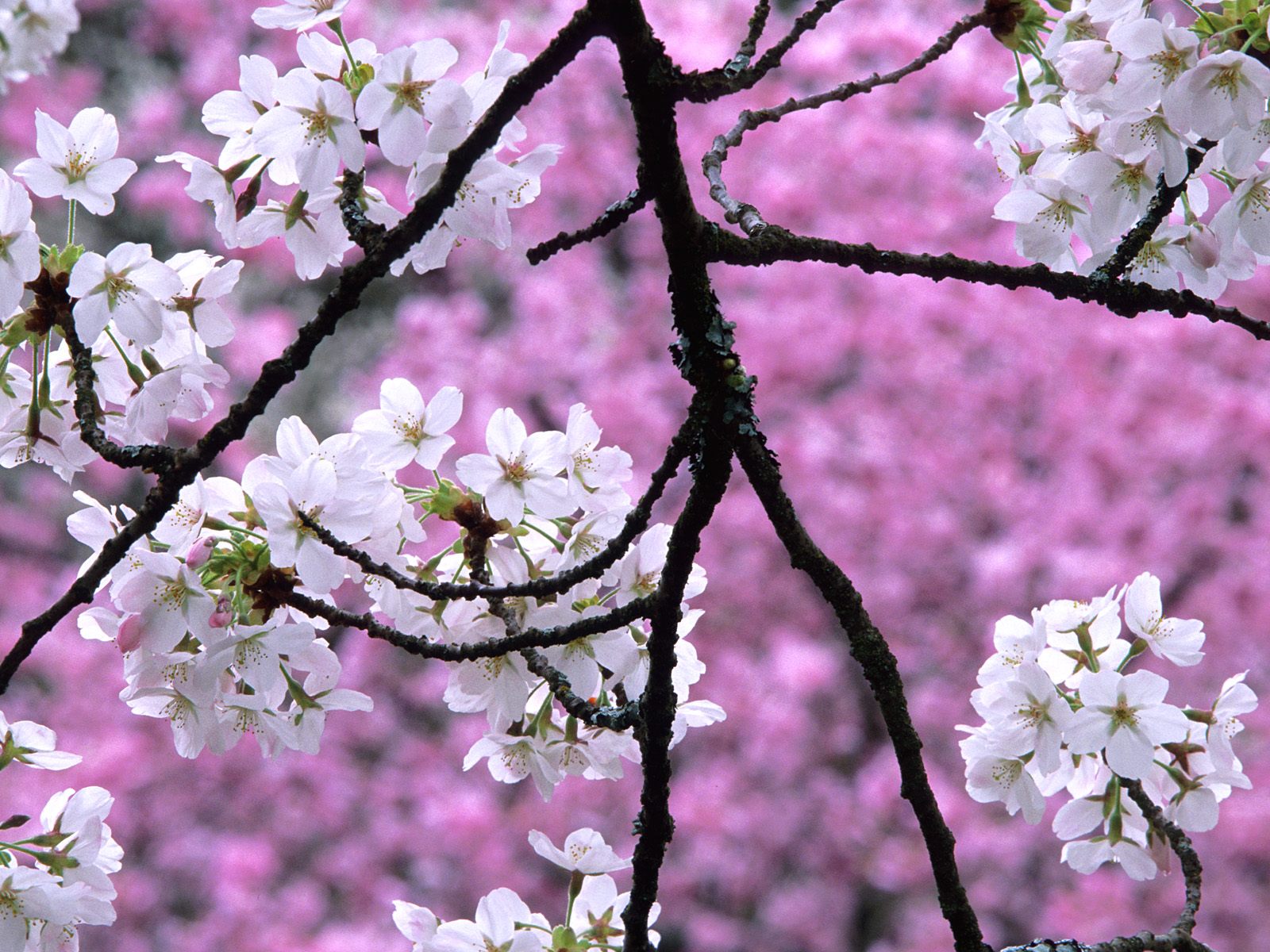 cherry blossom wallpapers hd