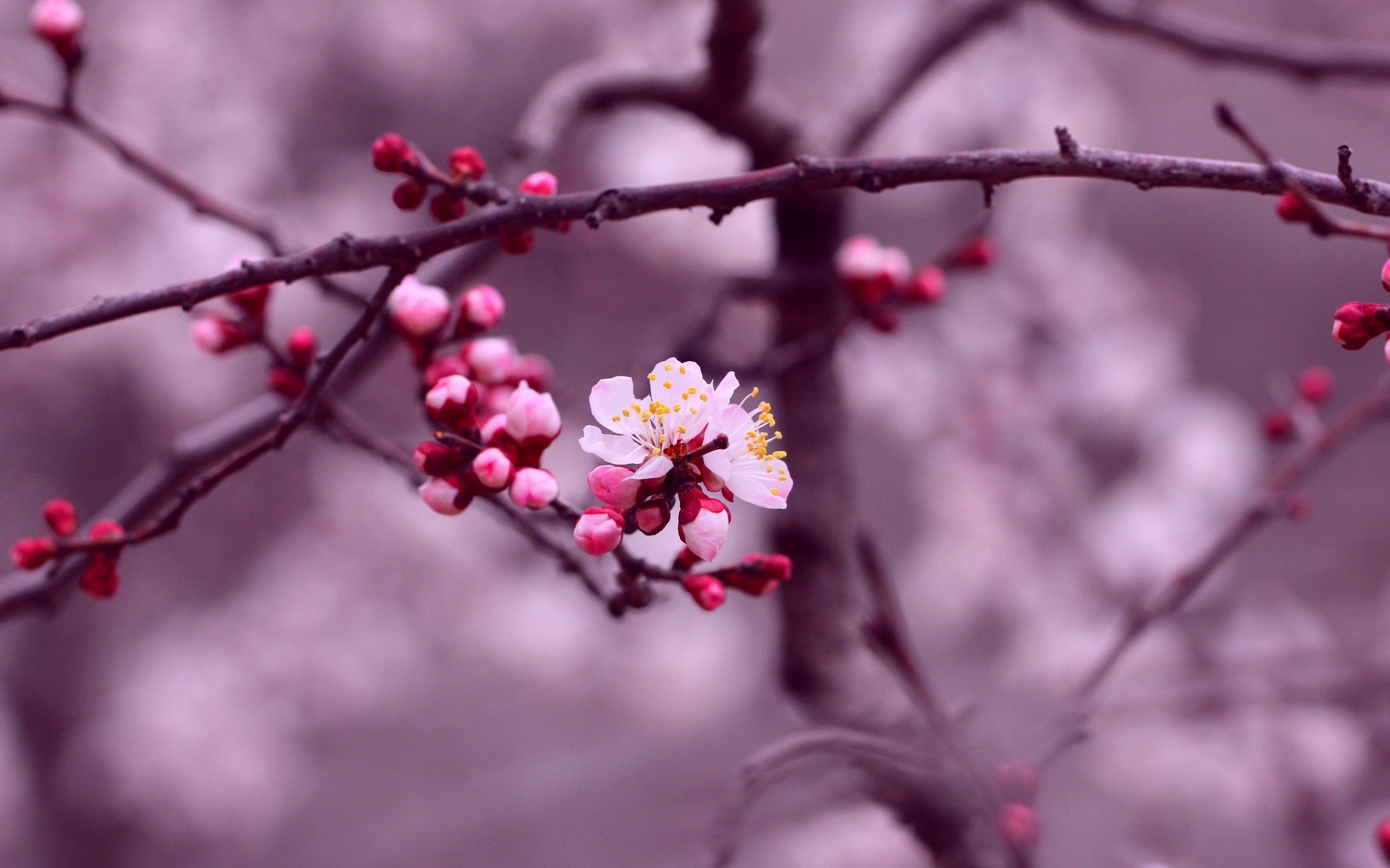 cherry branch flowers