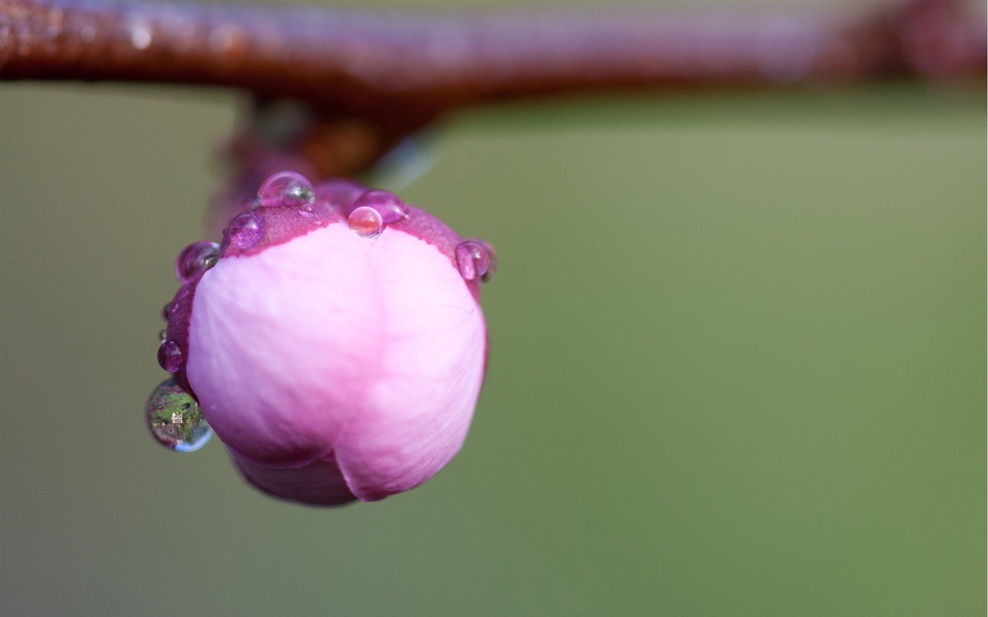 close up bud cherry flower