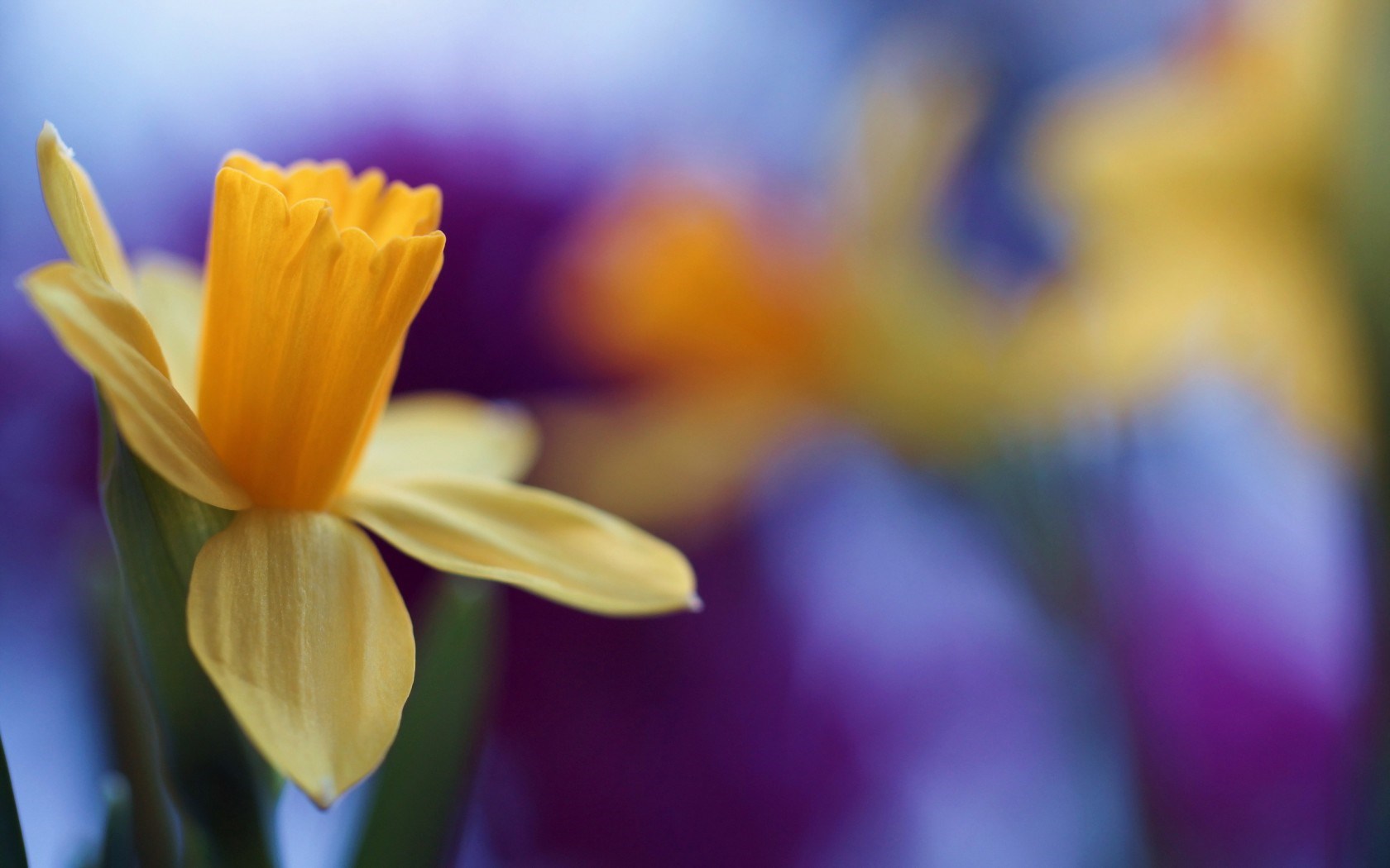 daffodil blossom