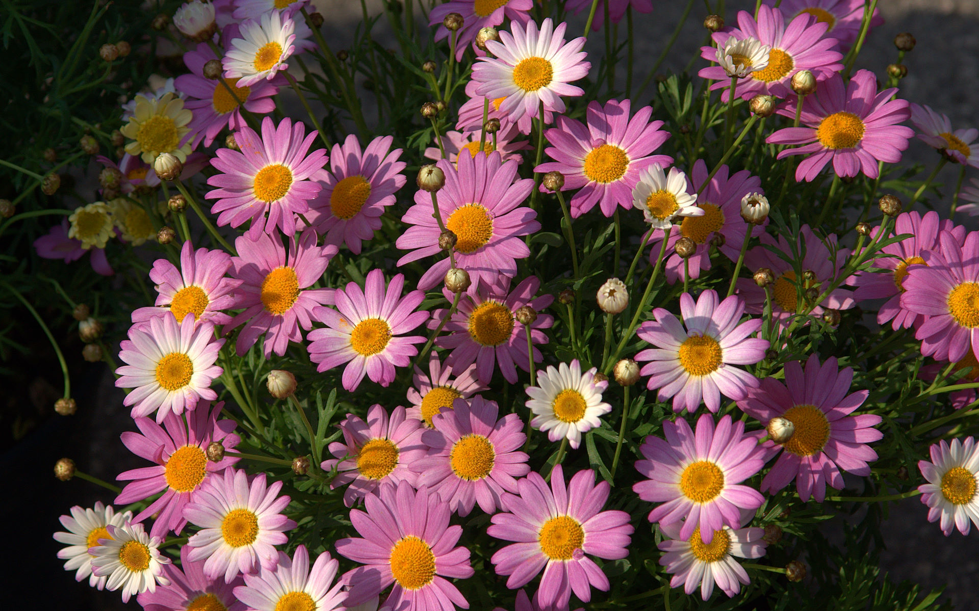 daisies download