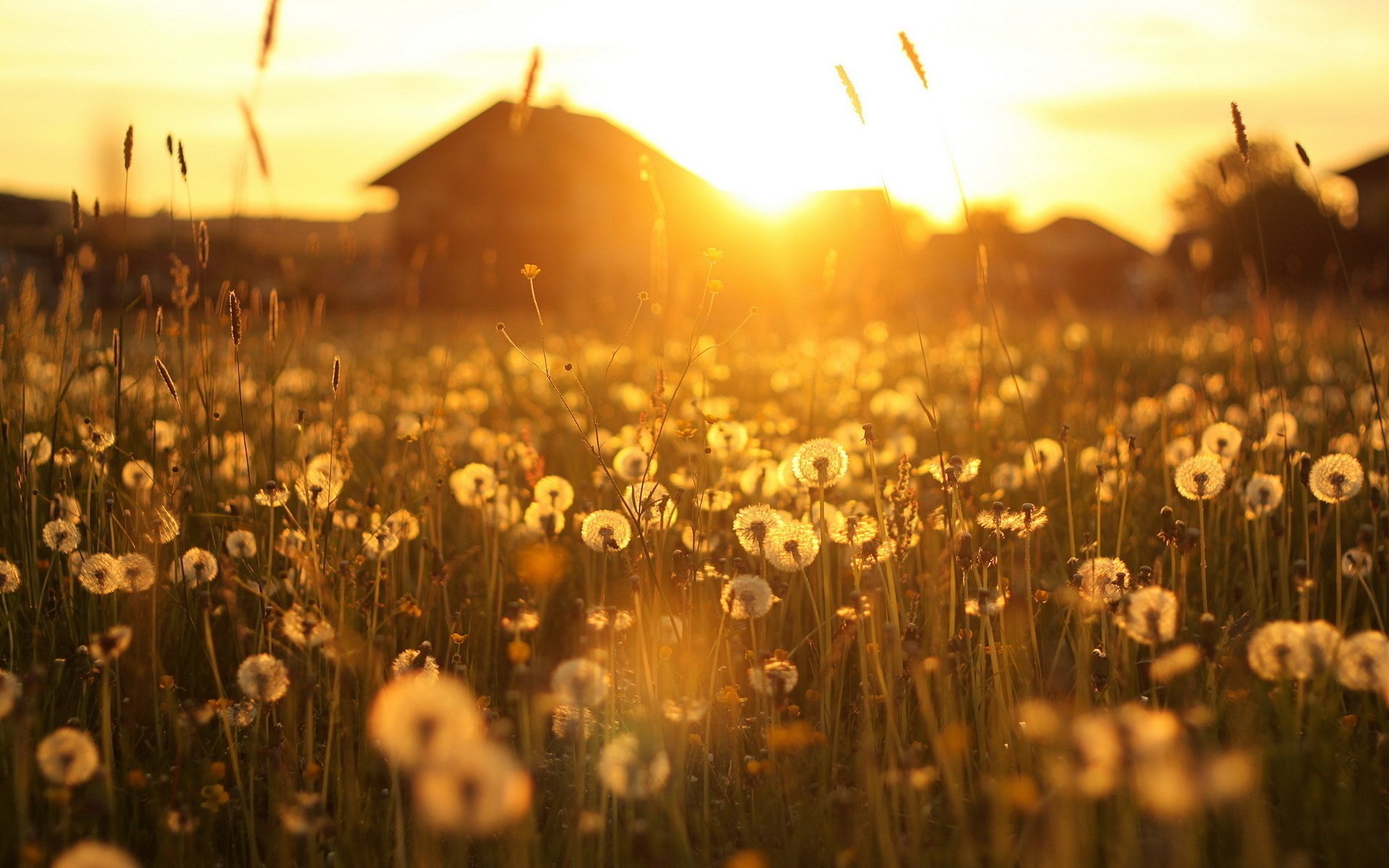 [تصویر:  dandelion-wallpaper-sunset.jpg]