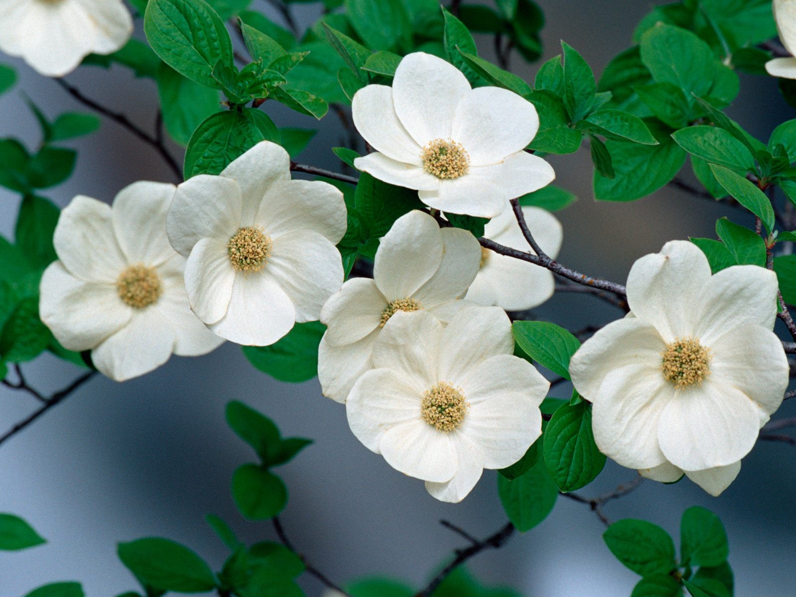 dogwood flowers pictures