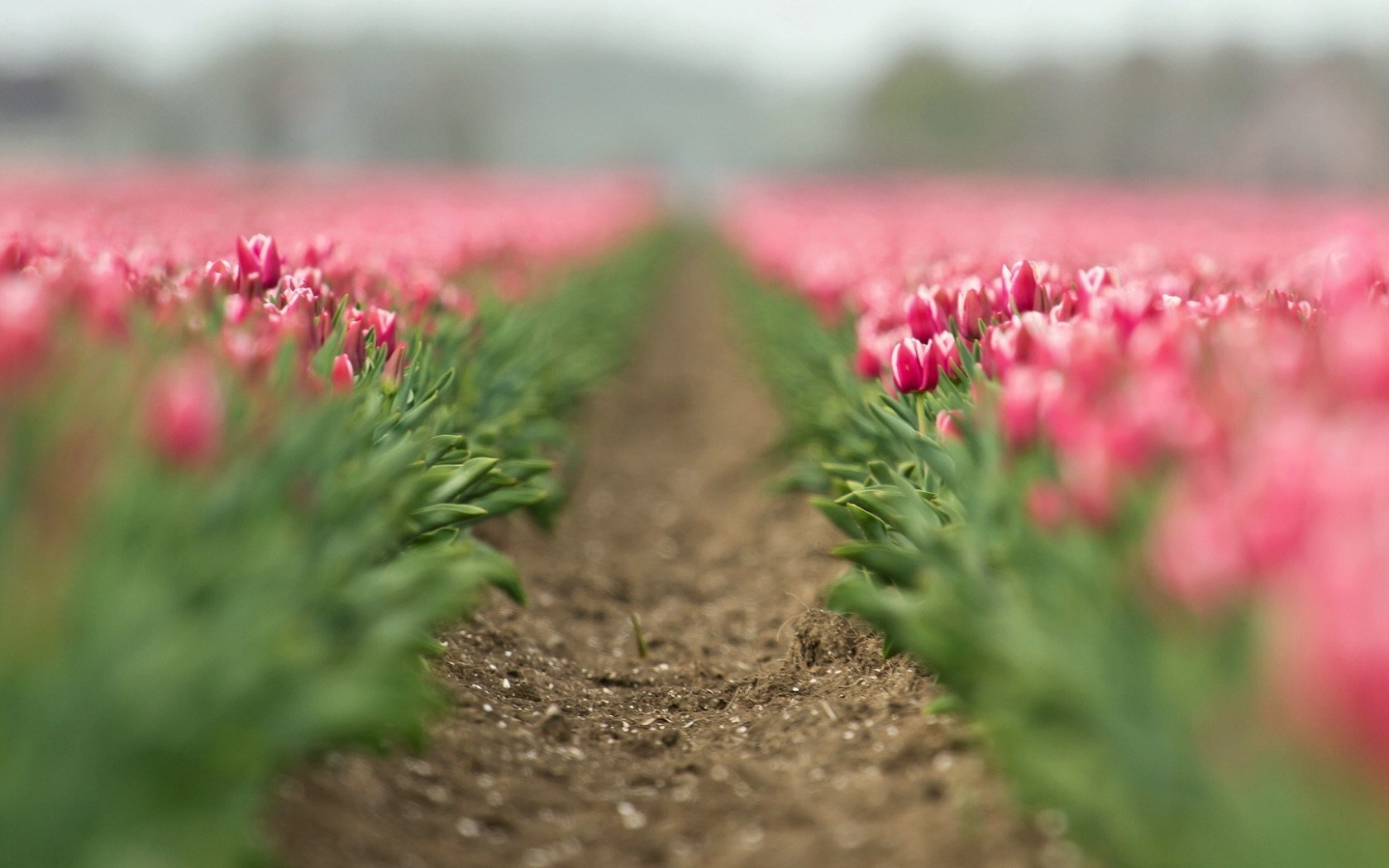 field flowers tulips pink