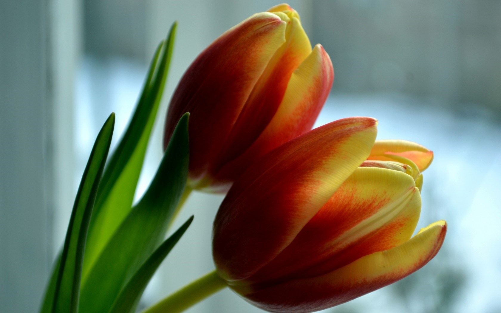 flower petals tulip