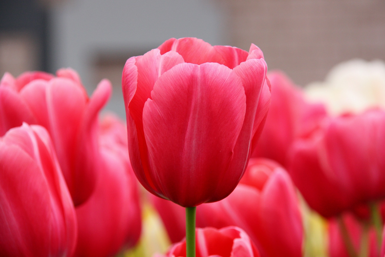 flower tulip picture