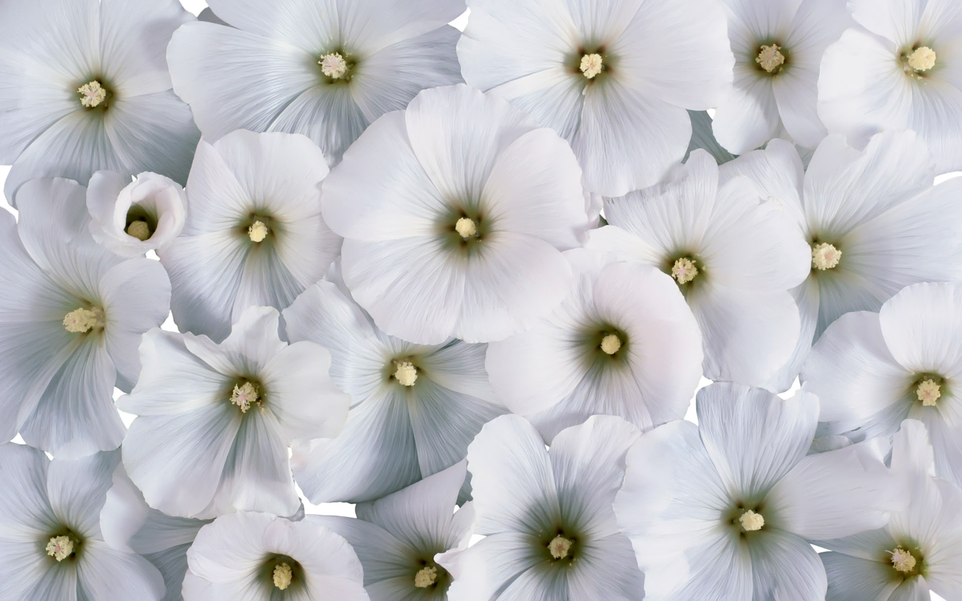 flower wallpaper stunning white
