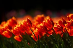 flowers field tulips nature