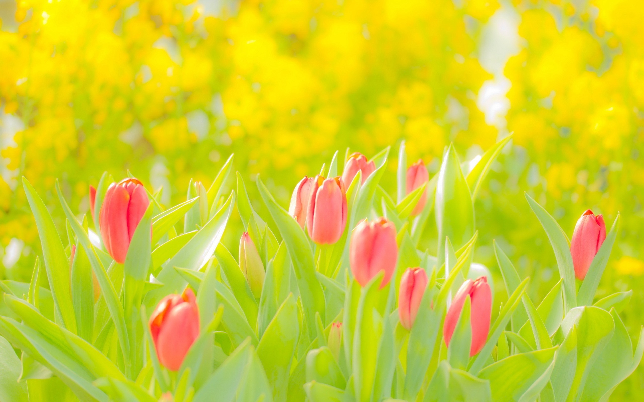 flowers pink tulips nature