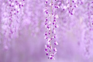 flowers wisteria purple nature