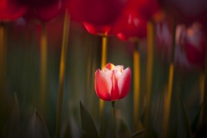 focus tulips red spring nature