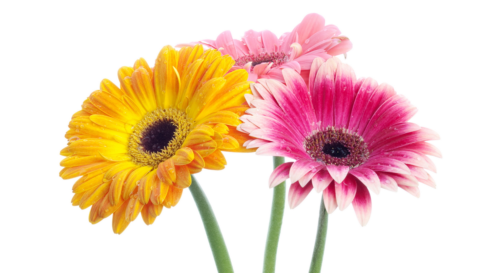 gerbera daisies colorful