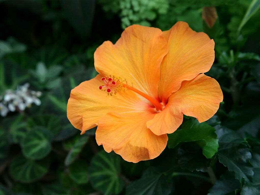 hibiscus A2