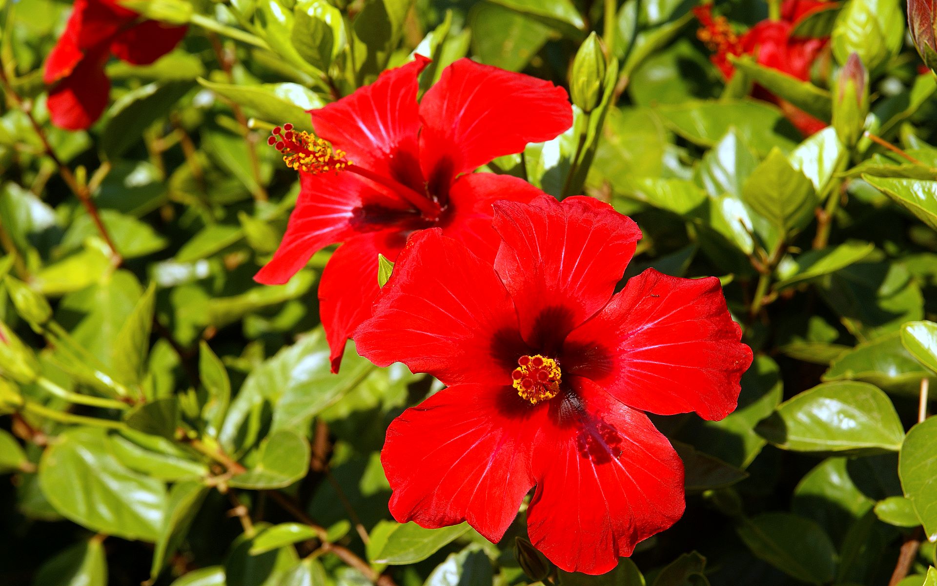 hibiscus A6