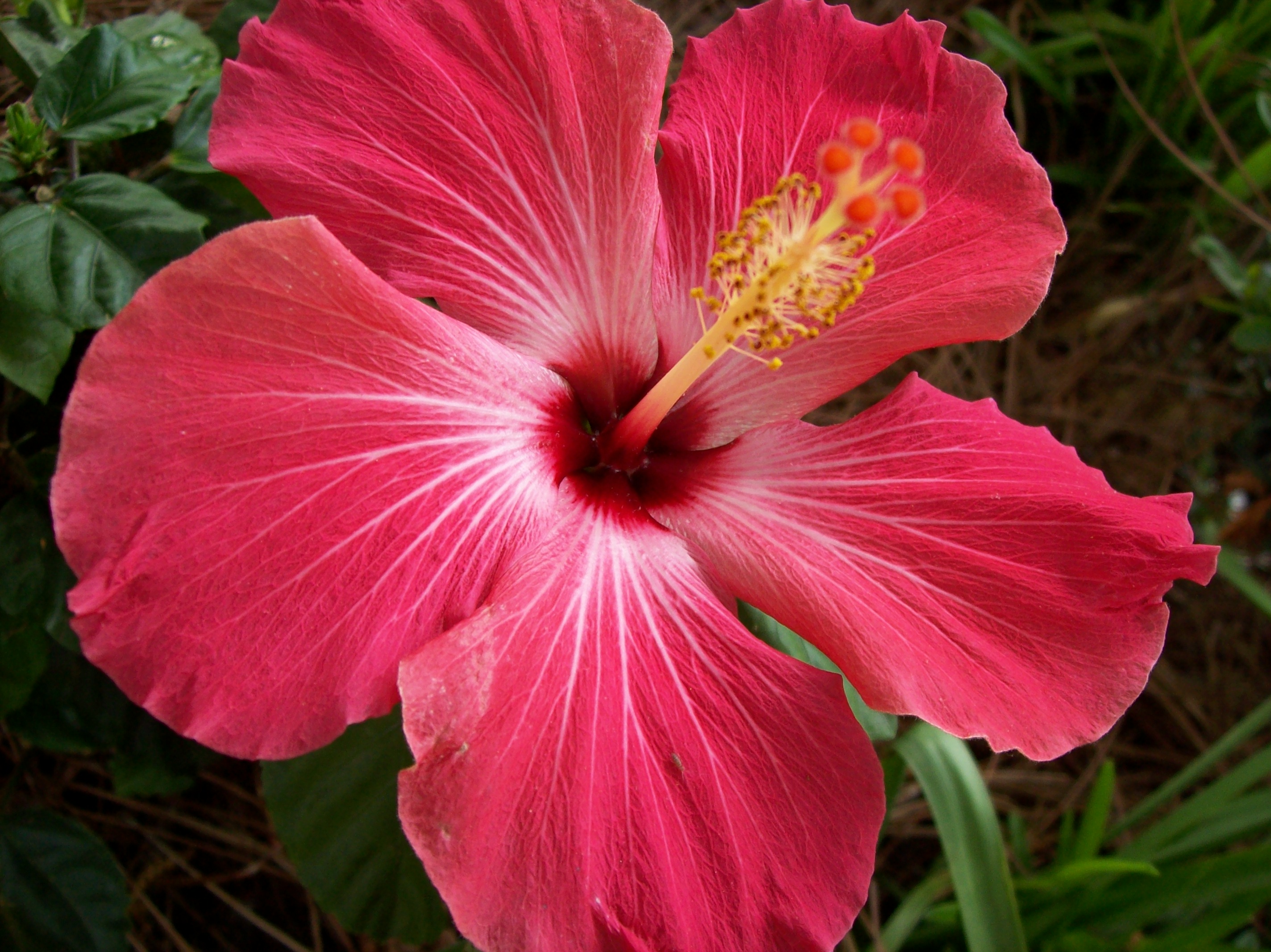 hibiscus A9
