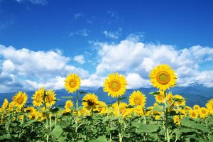 high resolution sunflower images