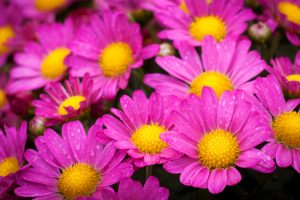 hot pink flowers pictures