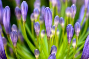 hyacinth blue flower