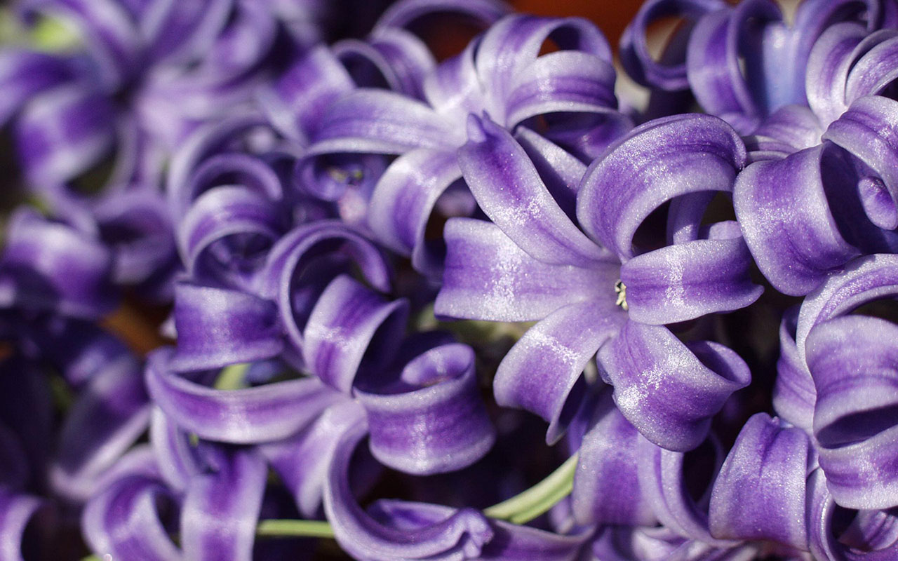hyacinth purple