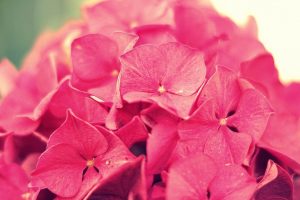 hydrangea pink flowers close up