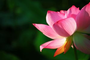 image lotus flower