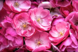 image of pink flower